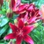 Dark red flowers on dwarf plants.