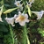 Flowers/Leaves - Aug. 11 - Wake Co., NC