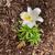 Lilium longiflorum