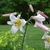 clusters of white, trumpet flowers.