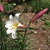 White trumpet flowers that are pink on the outside (in bud).
