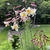 Tall stems bearing clusters of white, trumpet flowers.