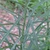 Narrow, linear leaves alternately arranged on an unbranched stem
