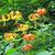 flower, Great Smoky Mts National Park