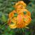 flower, Great Smoky Mts National Park