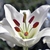 White upward facing flower with dark orange anthers