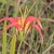 Upward-facing orange lily flower