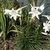 upright plant with narrow leaves and trumpet-shaped flowers.