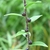 Stem with alternate leaves & bulbils in the leaf axils.