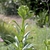 Lance -shaped leaves arranged alternatively