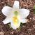 Lilium longiflorum