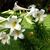 Cluster of white trumpet-shaped flowers.