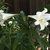 Cluster of white trumpet-shaped flowers.