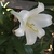 A white trumpet-shaped flower.