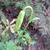Flower bud