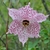 Lily flower -- pale pink with many dark pink freckles.