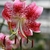 Flower detail
