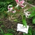 Form in bloom