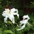White cultivar