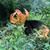 Butterfly on flowers