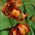 American lili- Orange flower with dark speckles
