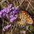 Butterfly on flowers