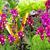 Linaria maroccana