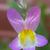 Linaria maroccana