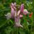 Linaria maroccana