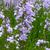 Form in bloom
