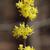 Photo of Lindera benzoin fruit