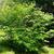Lindera benzoin