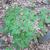 Lindera benzoin