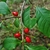 Red, ovoid fruits among simple, green leaves.