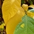 Leaves showing yellow fall color.