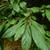 Lindera erythrocarpa