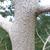 Bark