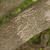 Bark