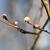 Stem and buds