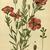Linum grandiflorum