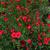 Linum grandiflorum
