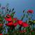 Linum grandiflorum
