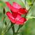 Linum grandiflorum