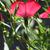 Linum grandiflorum