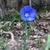 Dark blue, 5-petaled flower with a pale yellow center.
