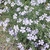 A low mounded plant covered with pale blue flowers.