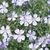 Close up on the pale blue flowers.