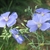 Shallowly bowl-shaped, pale blue flowers