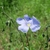 Shallowly bowl-shaped, pale blue flower