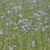Field of airy foliage and pale blue flowers